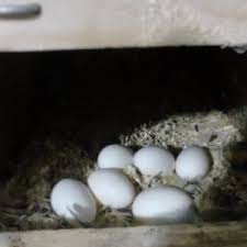 Fresh Healthy fertile Parrot Birds Eggs for Hatching - BlackGulf